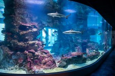 360° Haibecken ©Dominik Moser