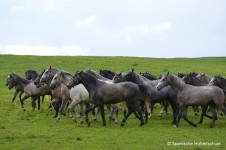 Lipizzanergestüt Piber