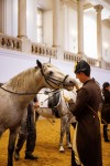 Spanische Hofreitschule ©Peter Rigaud
