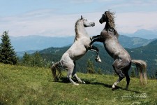 © Lipizzanergestüt Piber