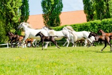 © Lipizzanergestüt Piber