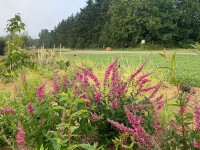 Oberleitner Gartenkultur