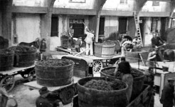 © Distilleria Bertagnolli