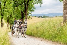 Lipizzanergestüt Piber