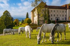Lipizzanergestüt Piber