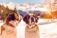 St.Bernhard ©Valais/Wallis Promotion-Tamara Berger