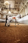 Spanische Hofreitschule ©Peter Rigaud
