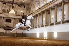 Spanische Hofreitschule ©Peter Rigaud
