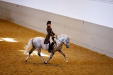 Spanische Hofreitschule ©Peter Rigaud