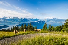 Seesicht auf den Vierwaldstättersee © Brigitte Marty