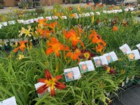 Oberleitner Gartenkultur