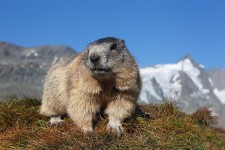 Großglockner Hochalpenstraßen AG Großglockner Hochalpenstraßen AG