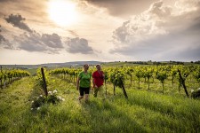 Vino Versum Poysdorf WEIN TRAUBEN Welt