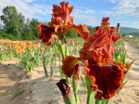 Oberleitner Gartenkultur