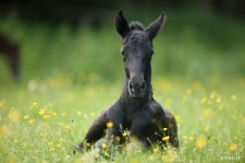 © Lipizzanergestüt Piber