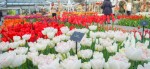©Keukenhof