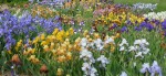 Oberleitner Gartenkultur