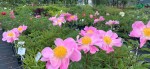 Oberleitner Gartenkultur