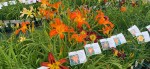 Oberleitner Gartenkultur