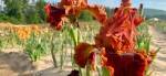 Oberleitner Gartenkultur