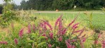 Oberleitner Gartenkultur
