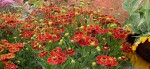 Oberleitner Gartenkultur
