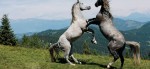 Lipizzanergestüt Piber