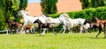 Lipizzanergestüt Piber