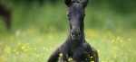 Lipizzanergestüt Piber