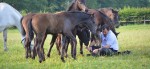Lipizzanergestüt Piber