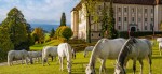 Lipizzanergestüt Piber