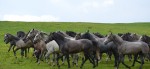 Lipizzanergestüt Piber