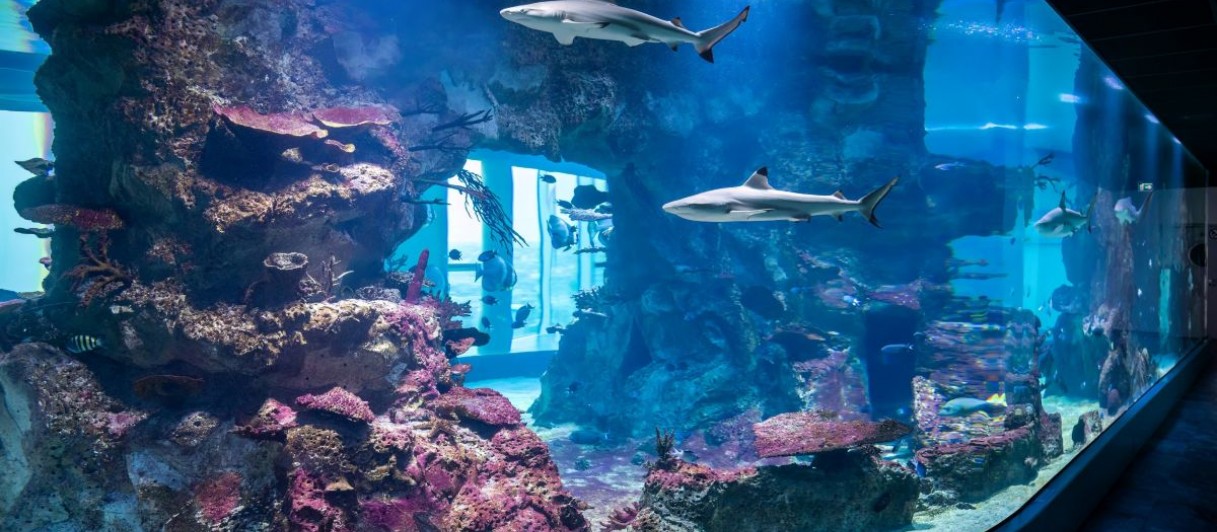 360° Haibecken ©Dominik Moser