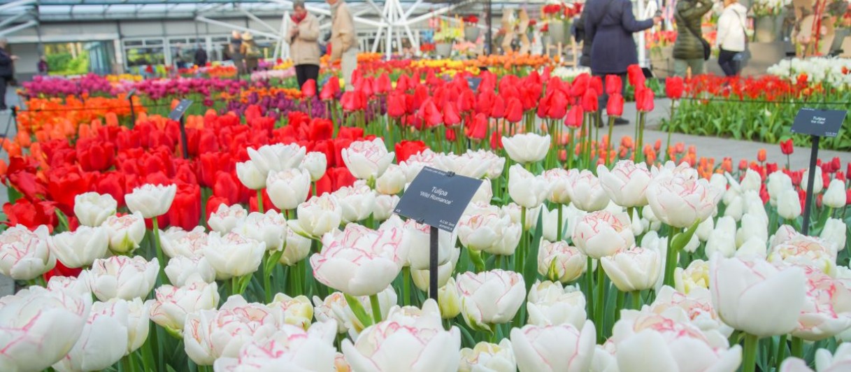 ©Keukenhof