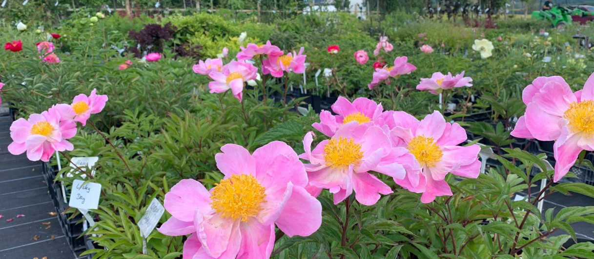 Oberleitner Gartenkultur