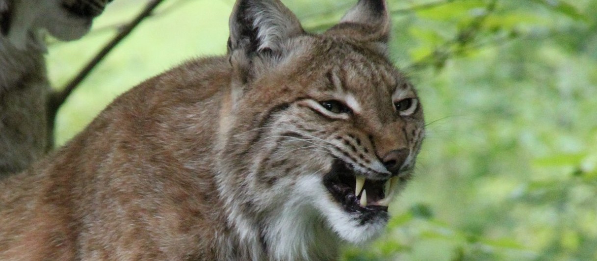 Cumberlandpark Wildpark Grünau