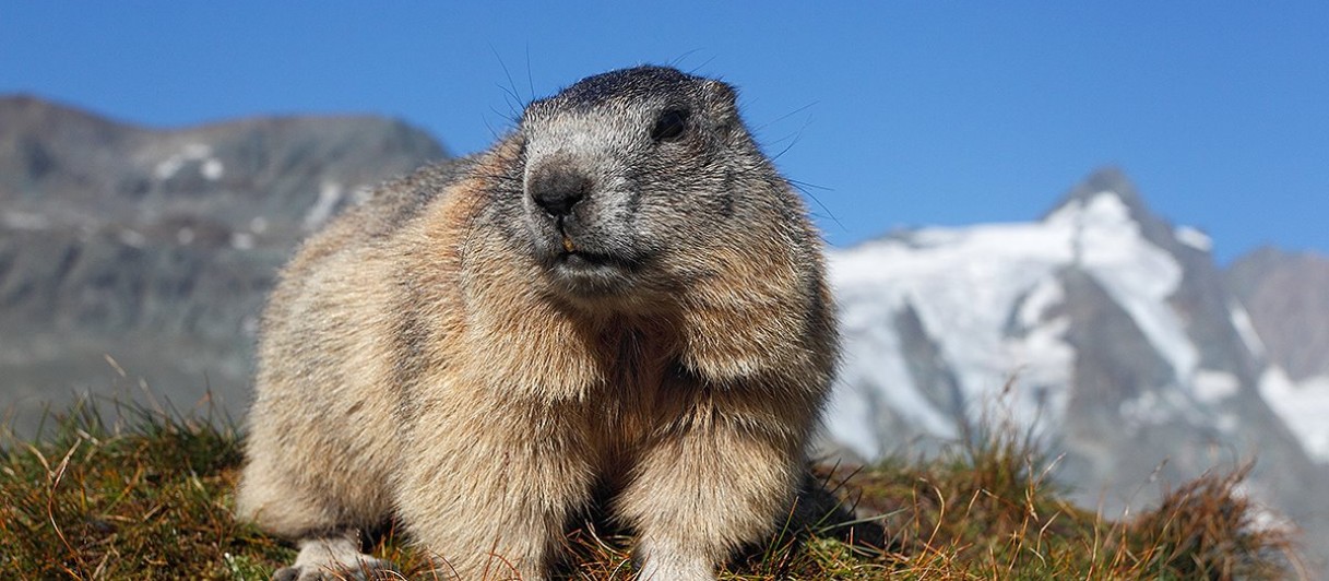 ©Großglockner Hochalpenstraßen AG ©Großglockner Hochalpenstraßen AG