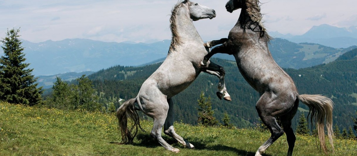 Lipizzanergestüt Piber