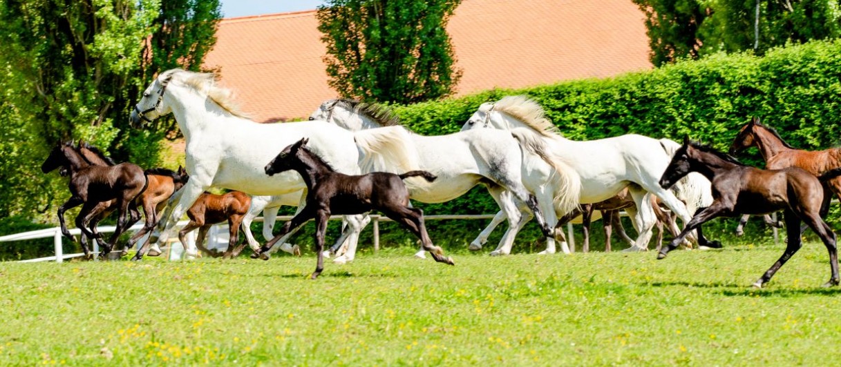 Lipizzanergestüt Piber