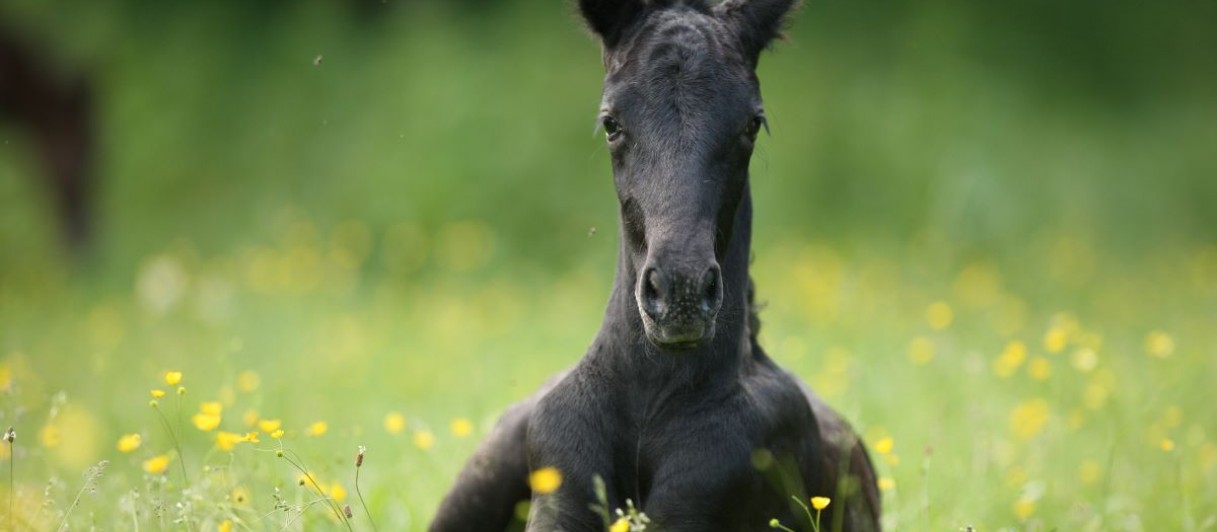 Lipizzanergestüt Piber