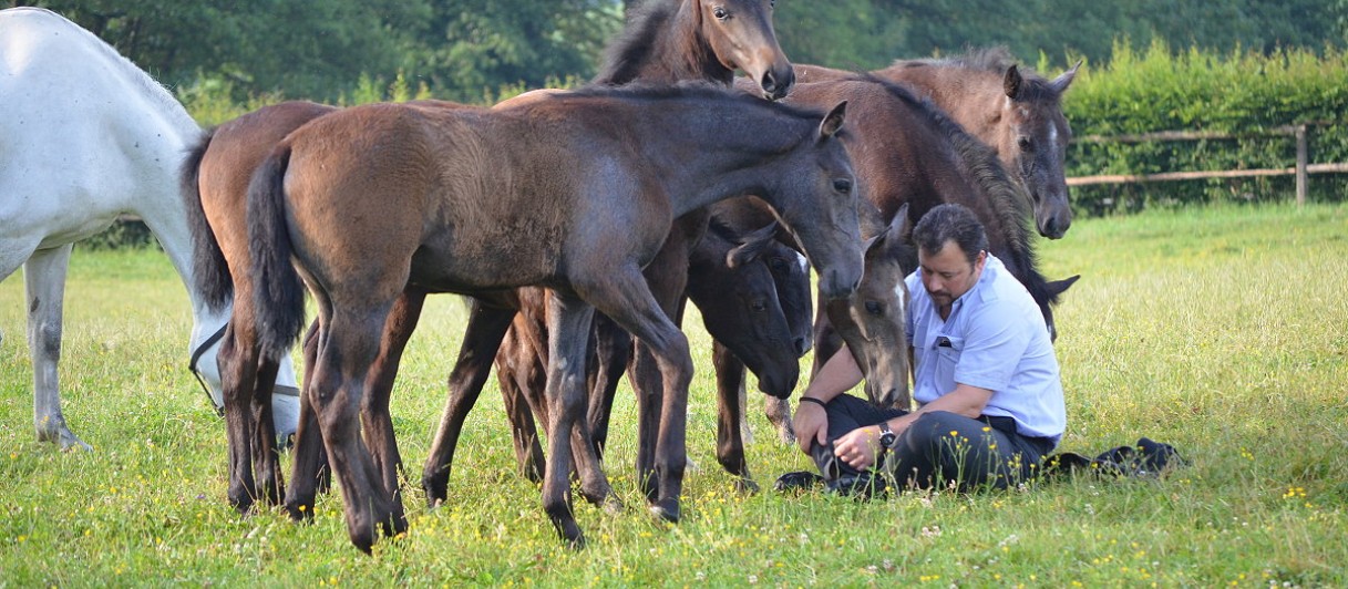 Lipizzanergestüt Piber