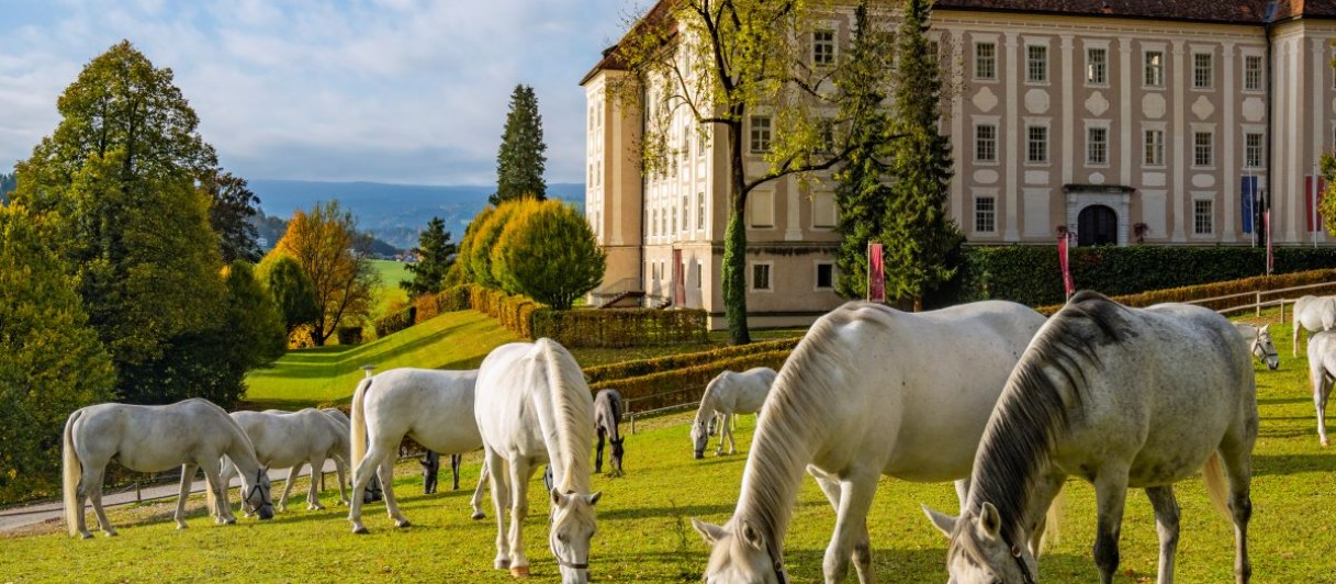 Lipizzanergestüt Piber