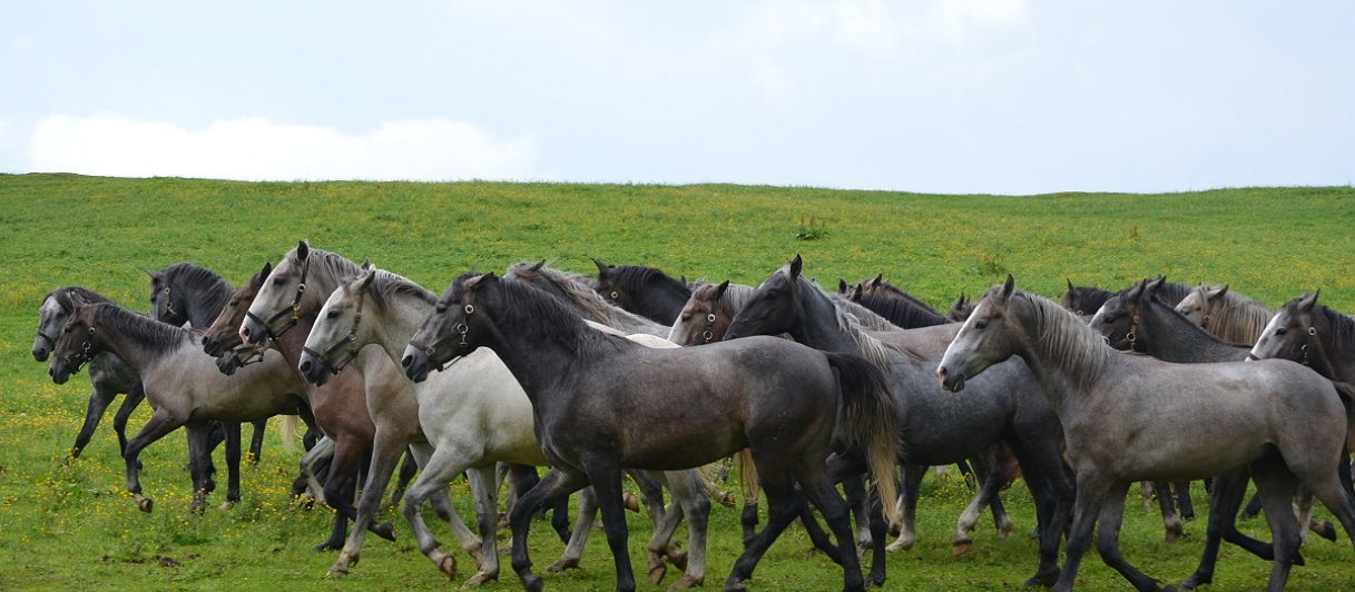 Lipizzanergestüt Piber