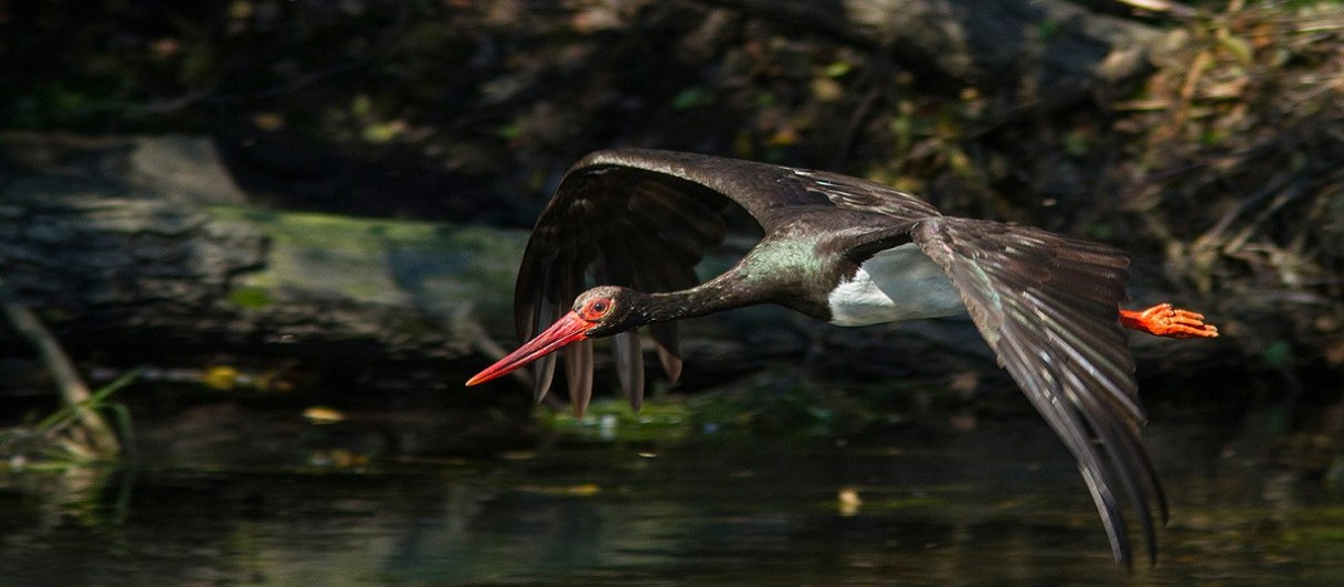 Nationalpark Thayatal, Hardegg